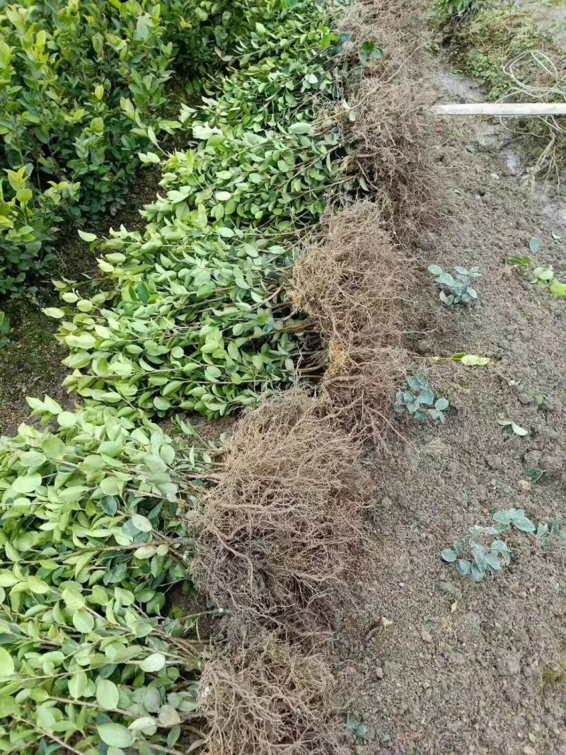 长林系高产嫁接油茶树苗热卖中，好苗先走需要的老板赶紧砸单