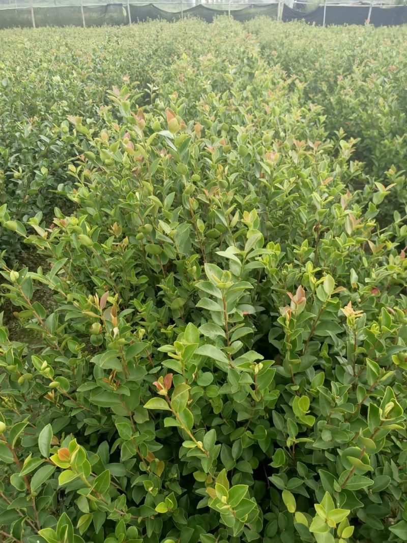 长林系高产嫁接油茶树苗热卖中，好苗先走需要的老板赶紧砸单