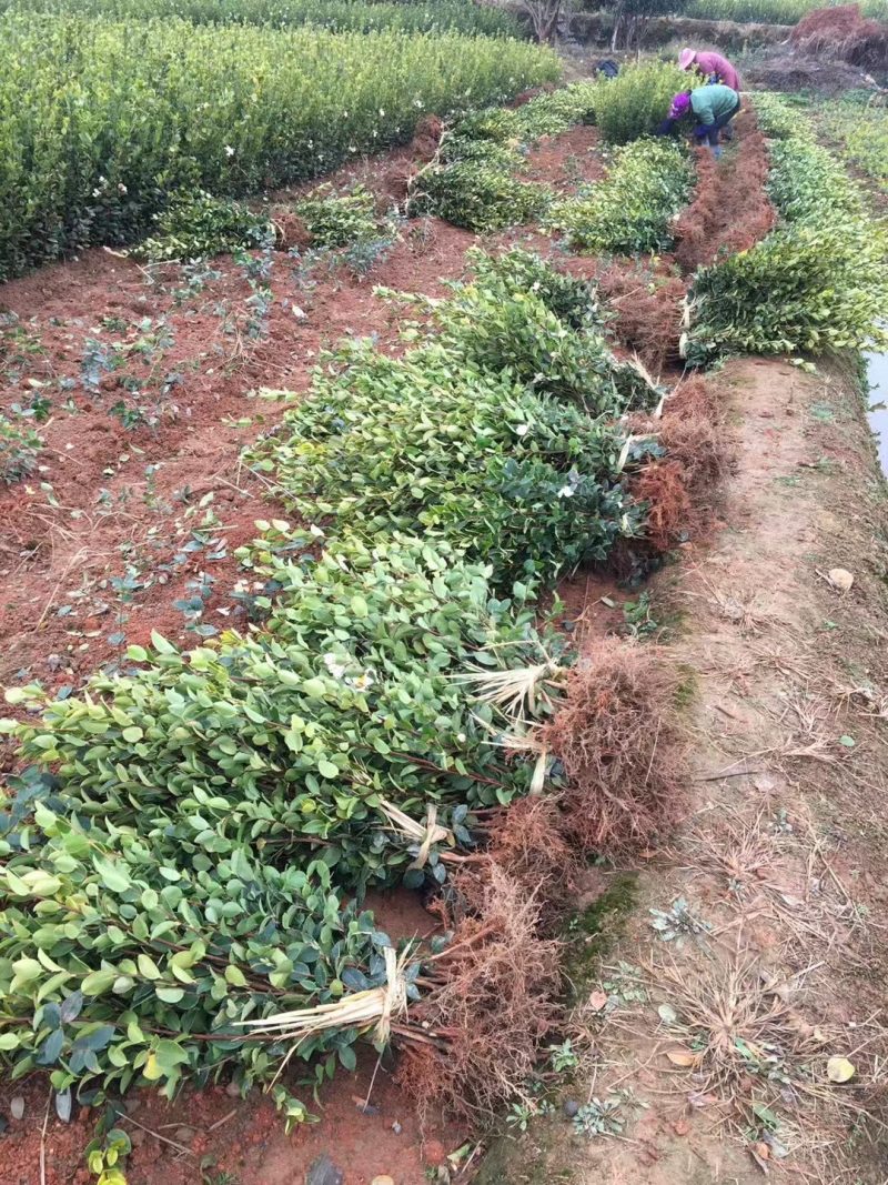 长林系高产嫁接油茶树苗热卖中，好苗先走需要的老板赶紧砸单