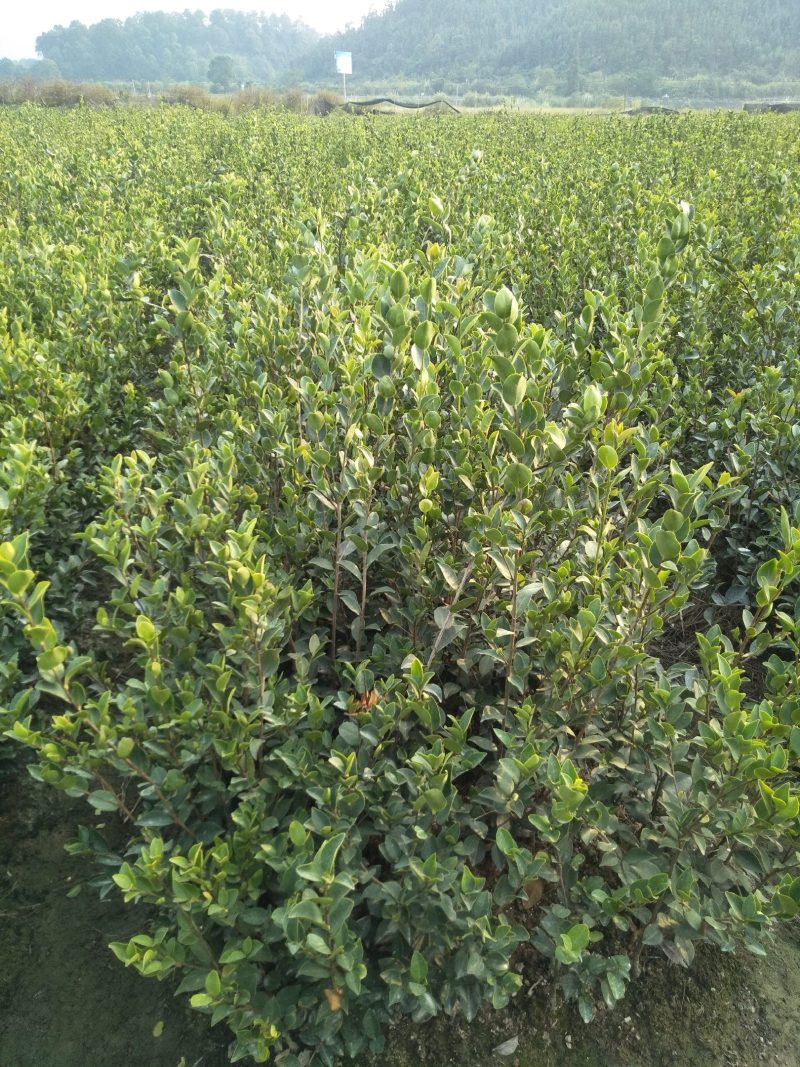 长林系高产嫁接油茶树苗热卖中，好苗先走需要的老板赶紧砸单