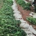 长林系高产嫁接油茶树苗热卖中，好苗先走需要的老板赶紧砸单