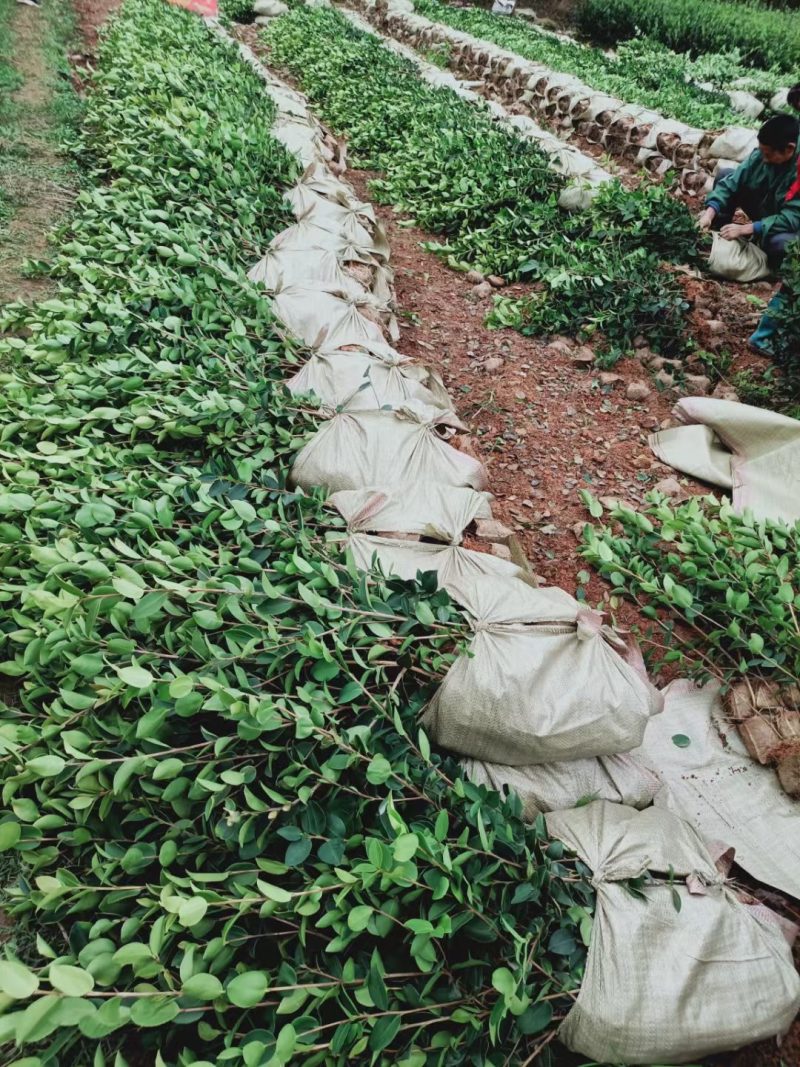 长林系高产嫁接油茶树苗热卖中，好苗先走需要的老板赶紧砸单