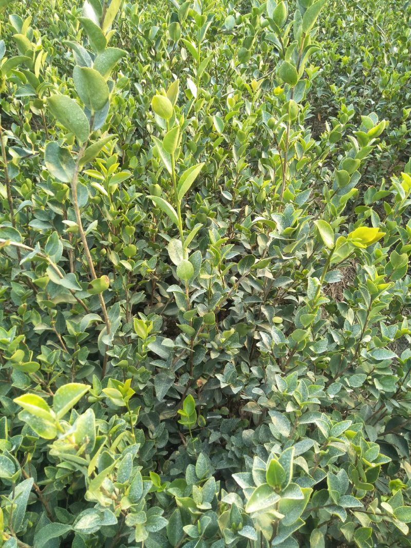 长林系高产嫁接油茶树苗热卖中，好苗先走需要的老板赶紧砸单