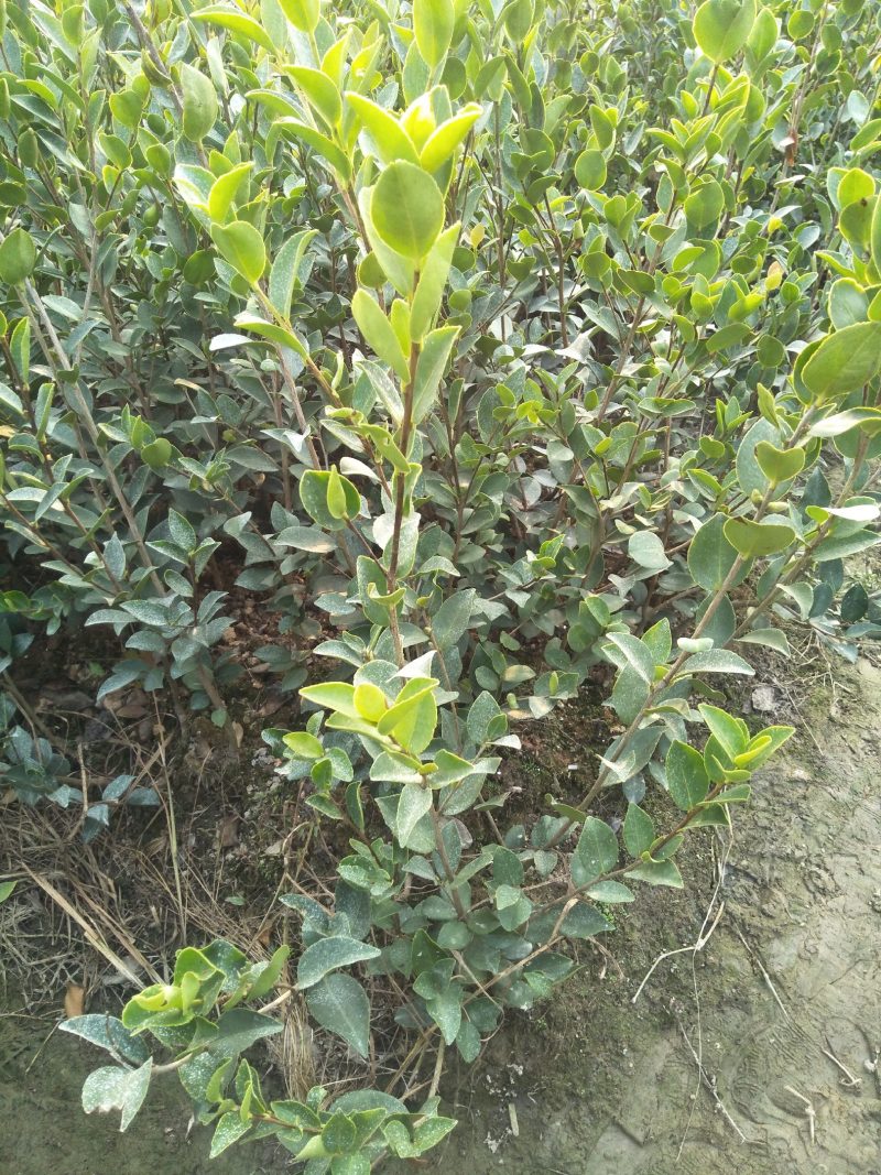 长林系高产嫁接油茶树苗热卖中，好苗先走需要的老板赶紧砸单