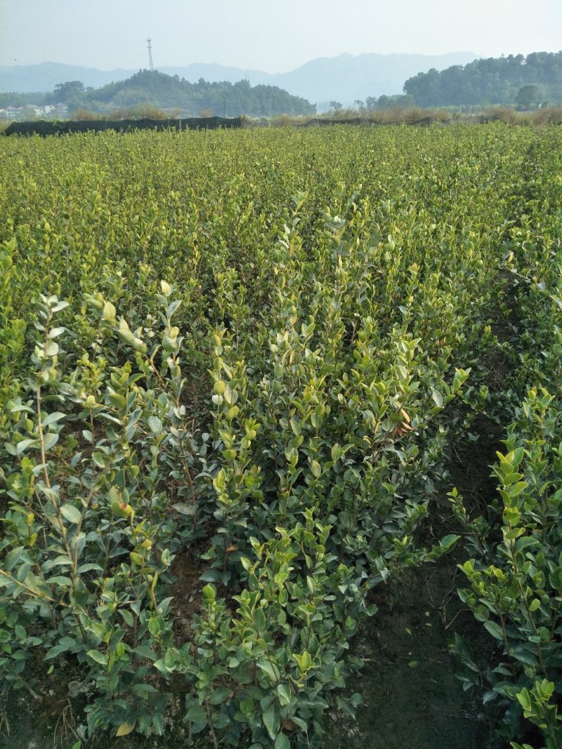 长林系高产嫁接油茶树苗热卖中，好苗先走需要的老板赶紧砸单