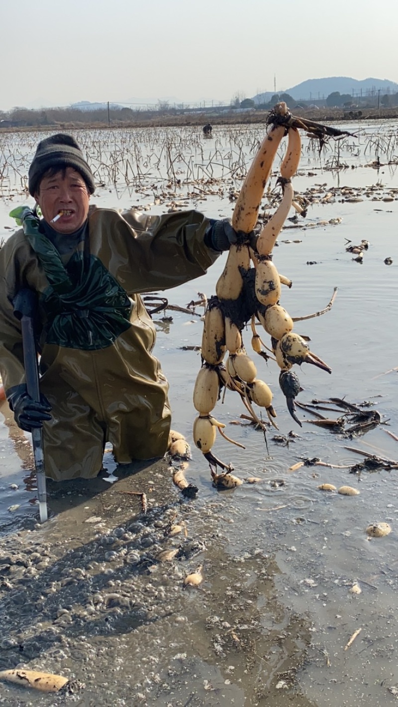 农科院6号苗莲藕新田第一年藕种。大小合适，纯度高。