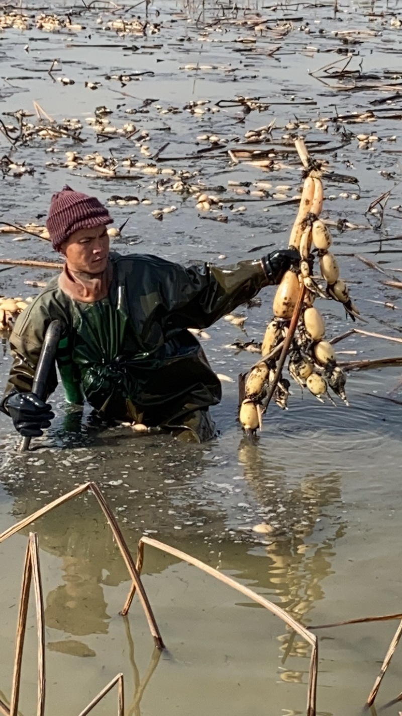 农科院6号苗莲藕新田第一年藕种。大小合适，纯度高。