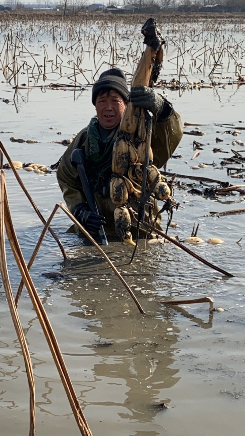 农科院6号苗莲藕新田第一年藕种。大小合适，纯度高。