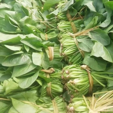 河北献县菠菜大量上市