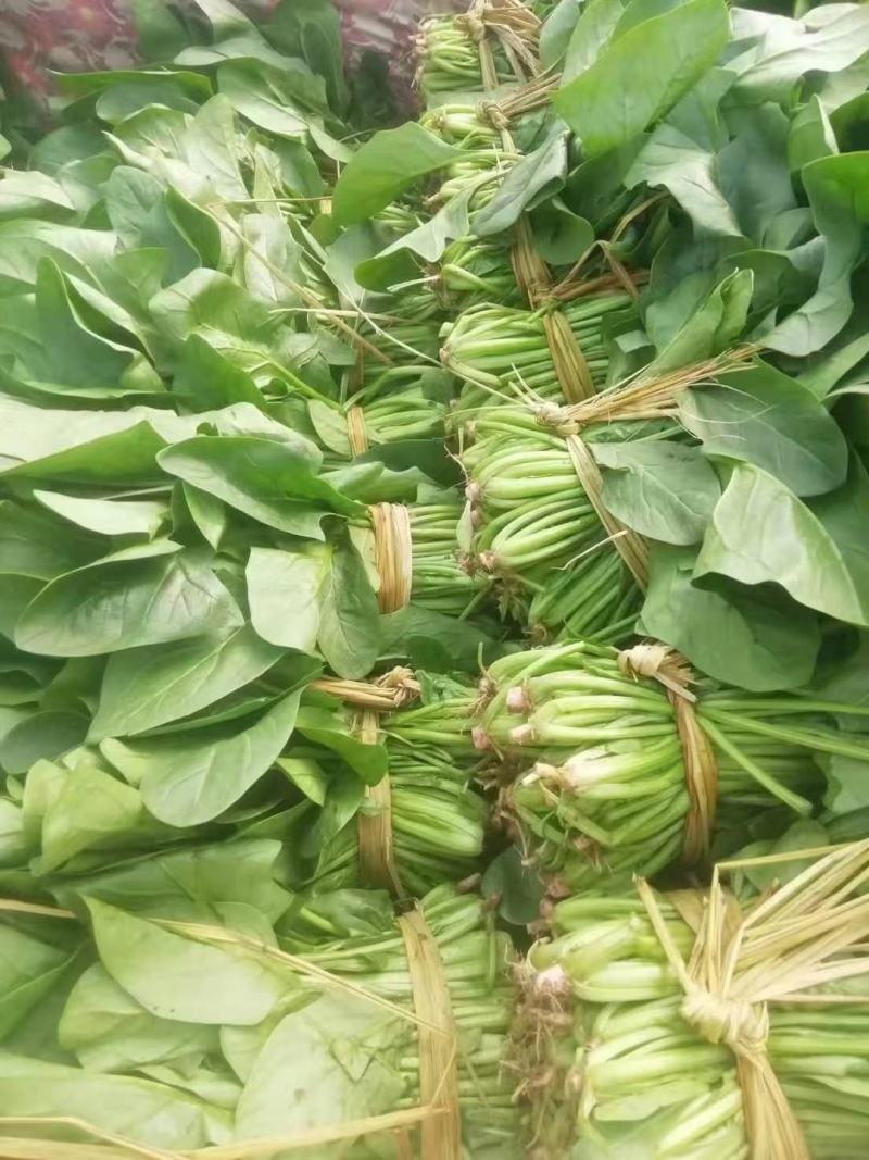 河北献县菠菜大量上市