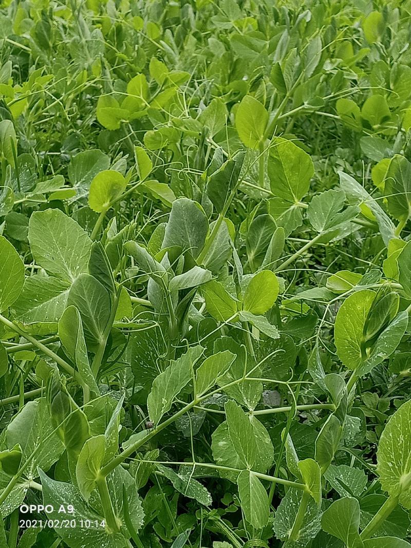 300亩碗豆尖正在顶售