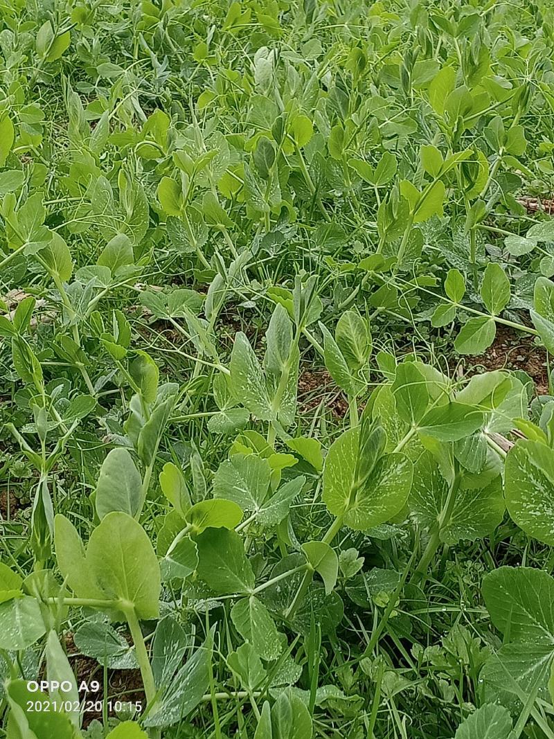 300亩碗豆尖正在顶售