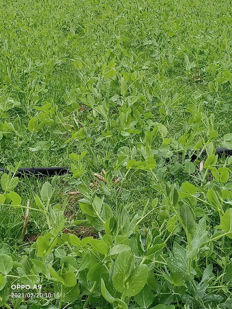 300亩碗豆尖正在顶售