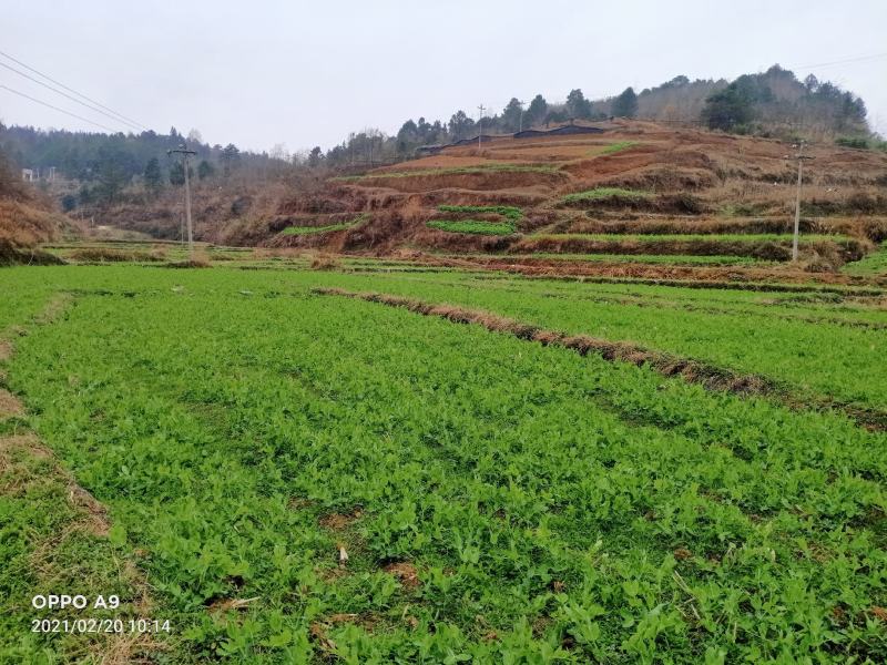 300亩碗豆尖正在顶售