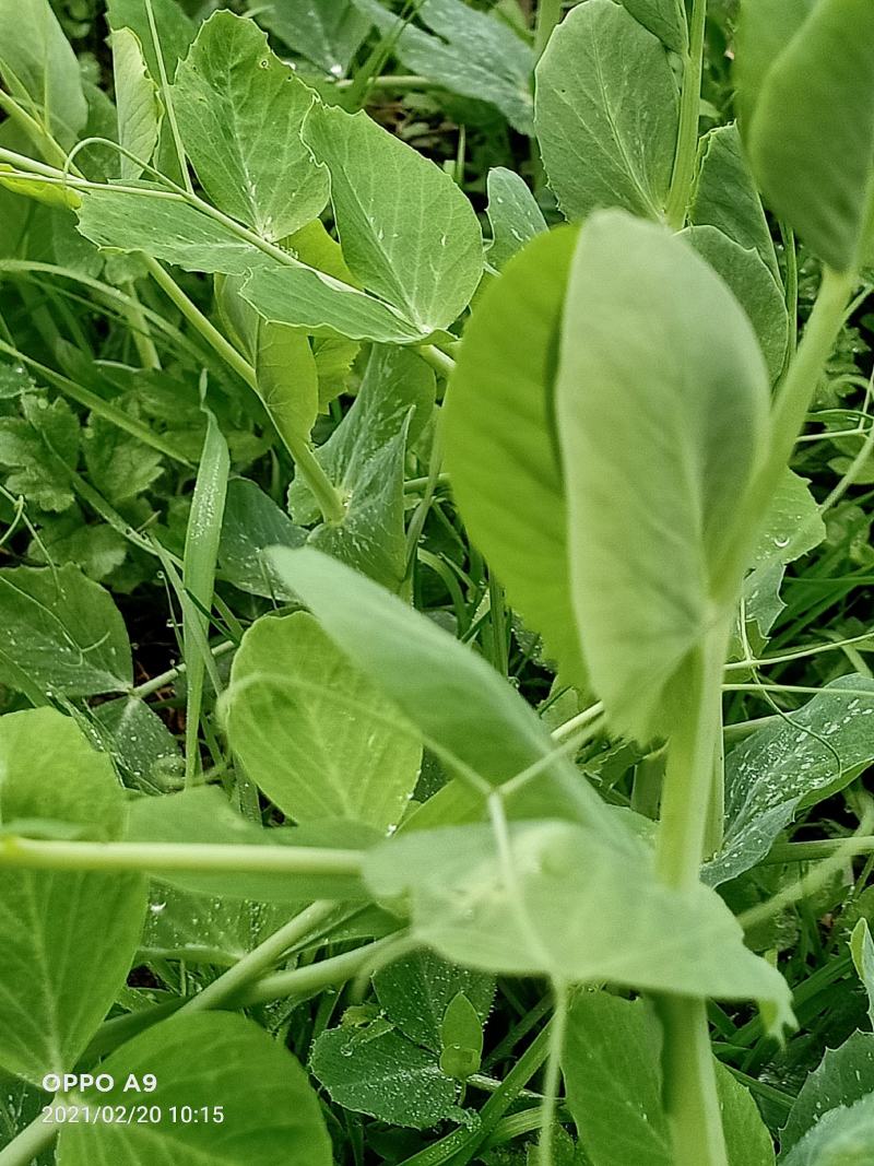300亩碗豆尖正在顶售