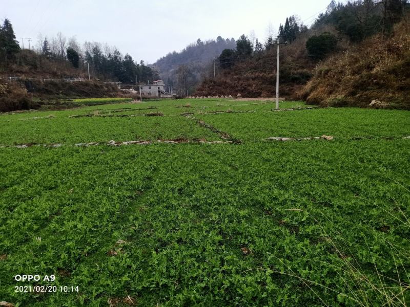300亩碗豆尖正在顶售