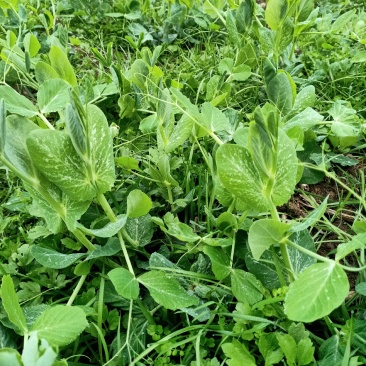 300亩碗豆尖正在顶售