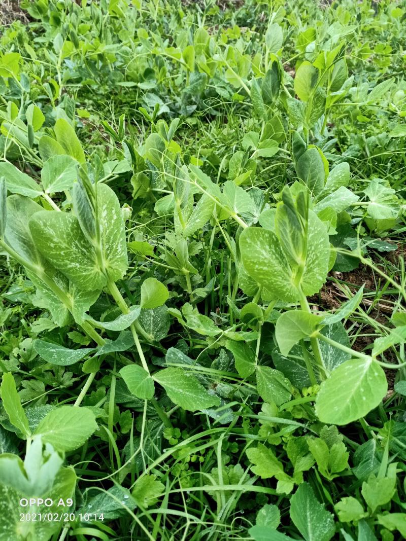 300亩碗豆尖正在顶售