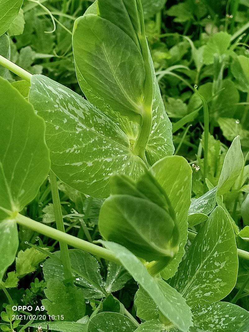 300亩碗豆尖正在顶售