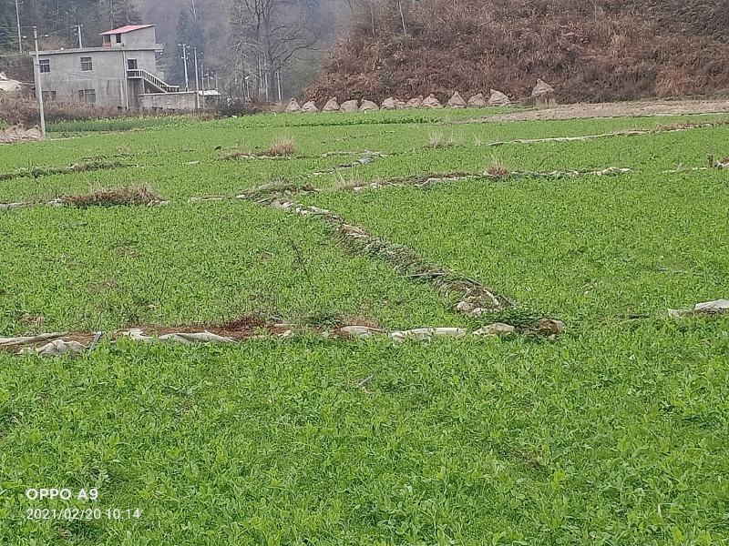 300亩碗豆尖正在顶售