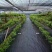 防草布抑草除草布地布果园农用除草布定制0.4-6米防晒