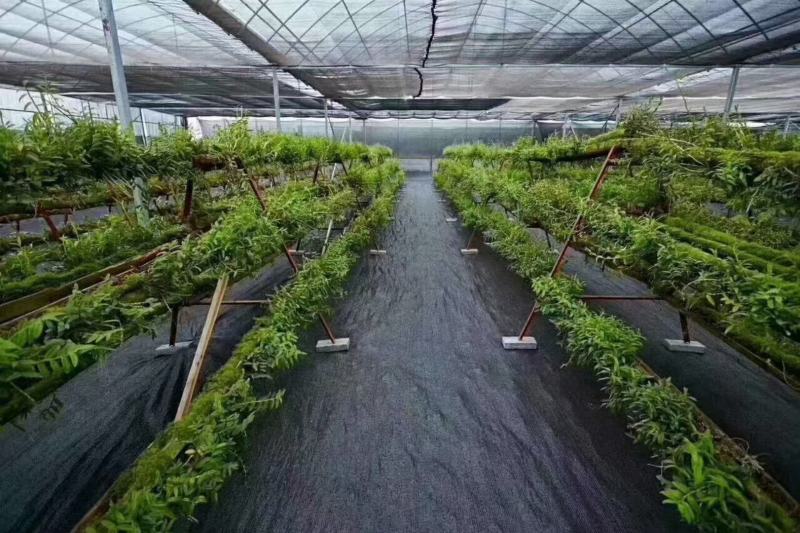 防草布抑草除草布地布果园农用除草布定制0.4-6米防晒