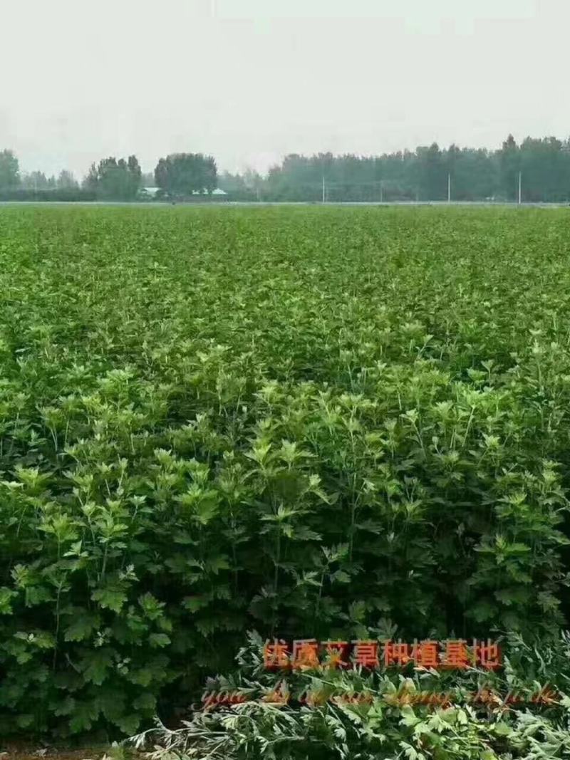 品种艾种艾根艾苗艾草种植端午鲜艾,宛艾优质艾苗根开始出售