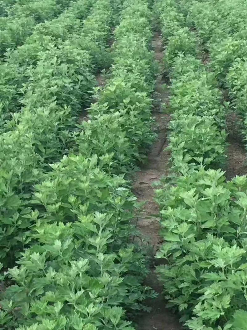 品种艾种艾根艾苗艾草种植端午鲜艾,宛艾优质艾苗根开始出售