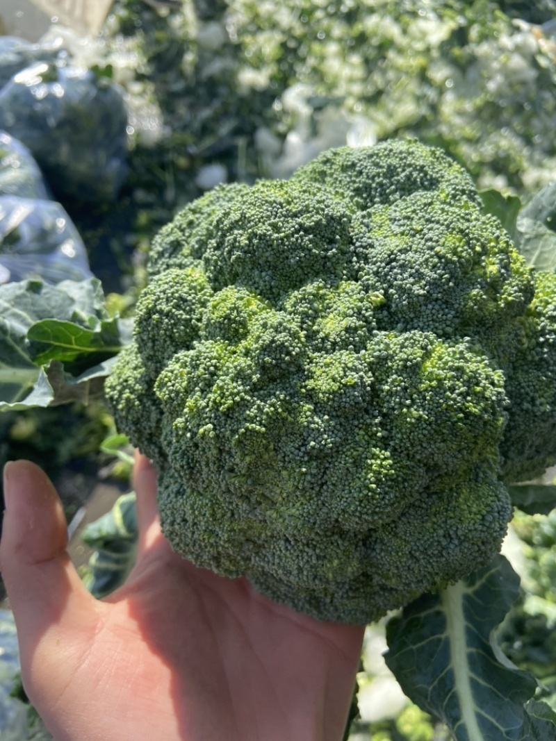 西兰花质量好货源足想要的老板，抓紧联系！