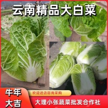 精品黄心大白菜，无虫眼烧心，产地直供，保质保量，全国发货