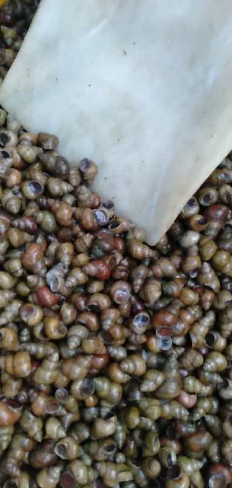 田螺微山湖一吨起批正车优惠全国各地均可到货