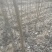 南林无絮杨树苗3804树苗