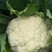 精品松花菜自家基地种植，无代收费量大