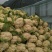 精品松花菜自家基地种植，无代收费量大