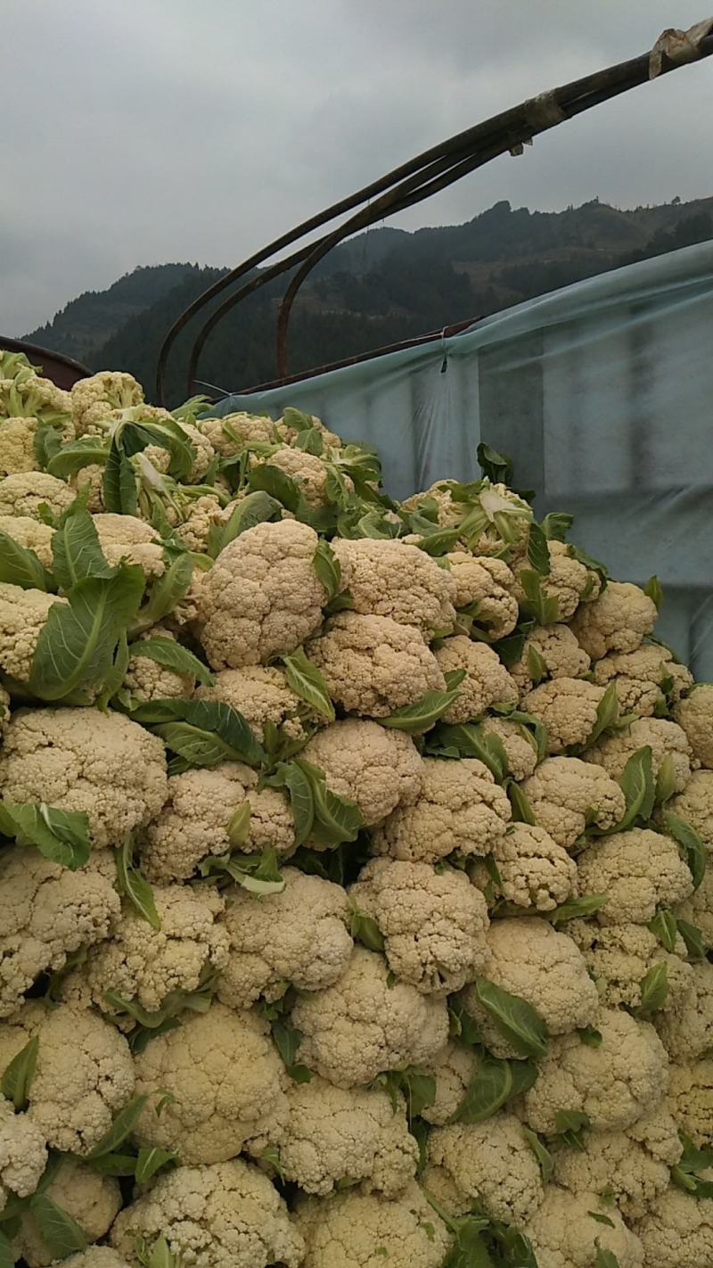 精品松花菜自家基地种植，无代收费量大