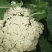 精品松花菜自家基地种植，无代收费量大