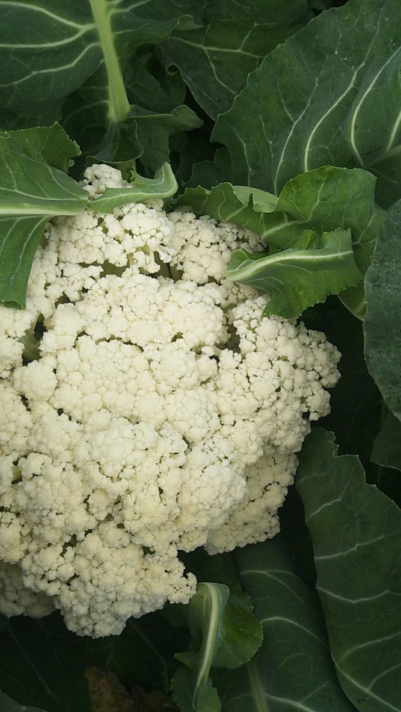 精品松花菜自家基地种植，无代收费量大