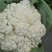 精品松花菜自家基地种植，无代收费量大