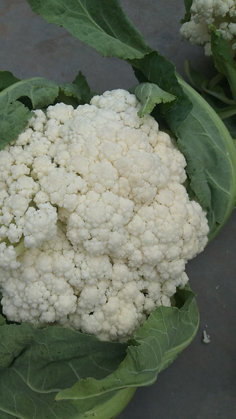 精品松花菜自家基地种植，无代收费量大