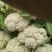 精品松花菜自家基地种植，无代收费量大