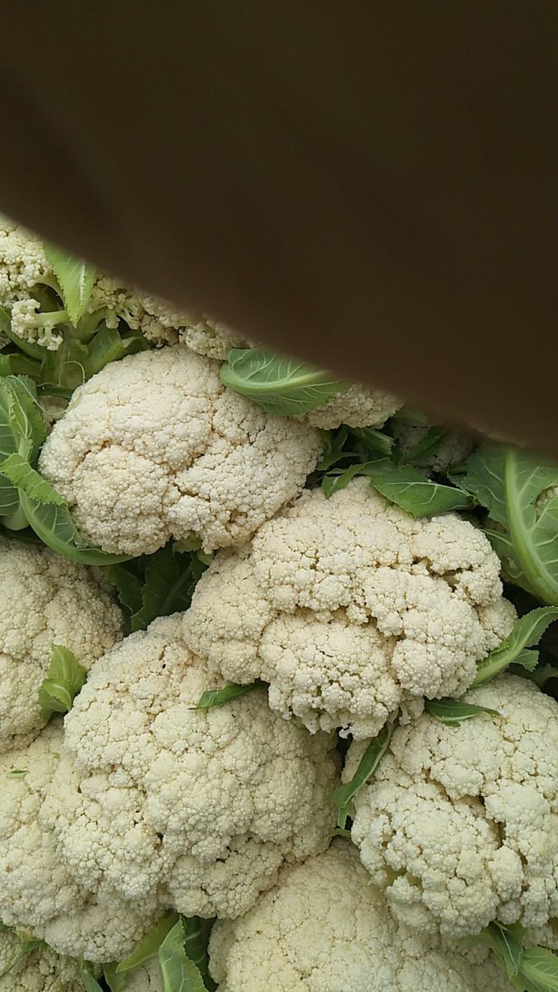 精品松花菜自家基地种植，无代收费量大