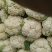 精品松花菜自家基地种植，无代收费量大