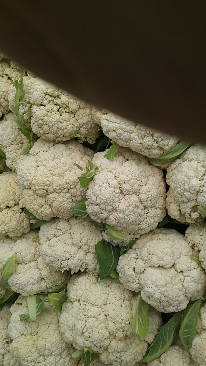 精品松花菜自家基地种植，无代收费量大