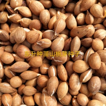 桃种子山桃种子，大量批发零售，一手货源