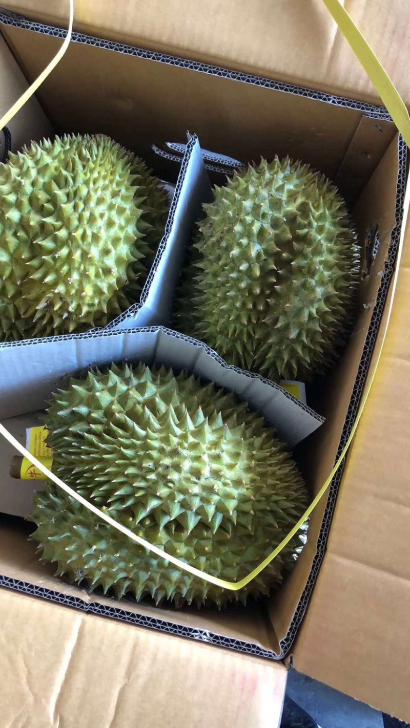 泰国直发树上熟金枕头甲仑干绕拖曼尼长柄一件代发