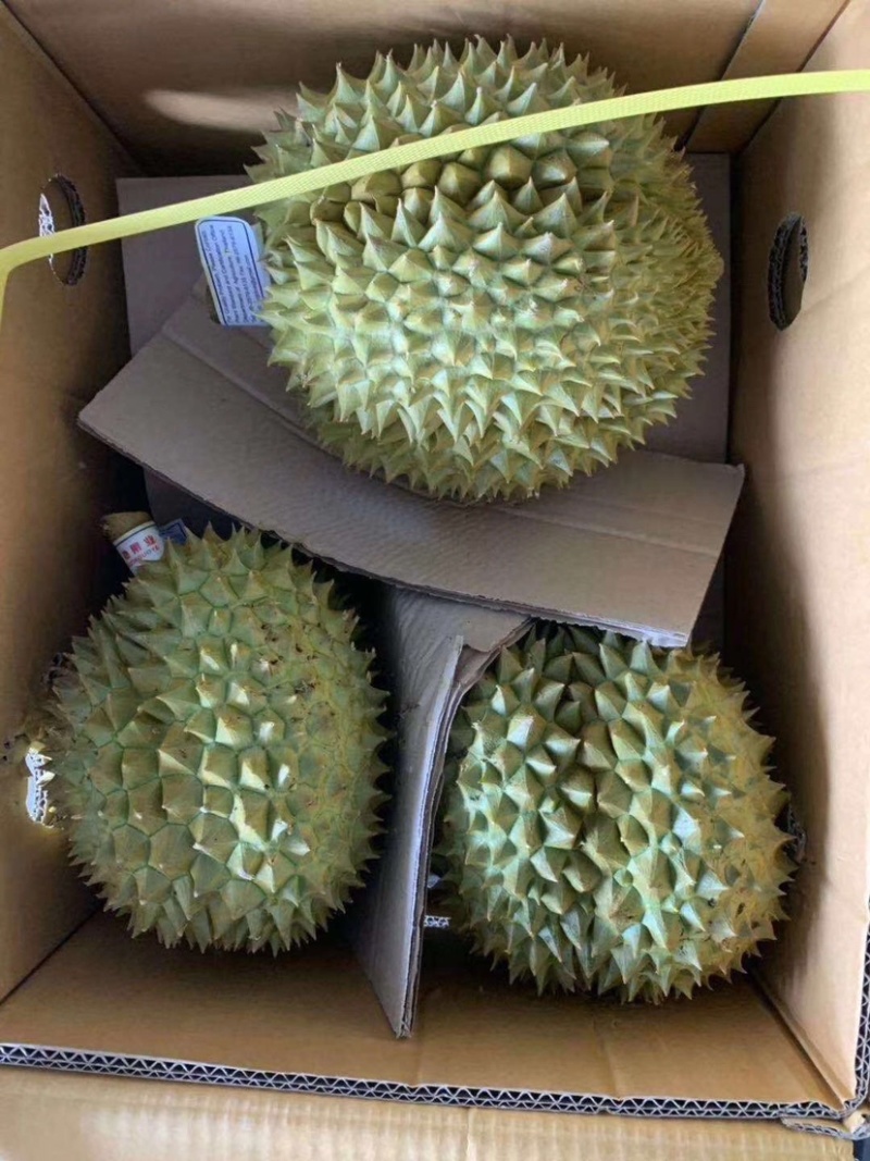 泰国直发树上熟金枕头甲仑干绕拖曼尼长柄一件代发