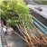 紫藤多花紫藤花苗树苗爬藤屋顶盆栽花园围墙庭院攀援植物