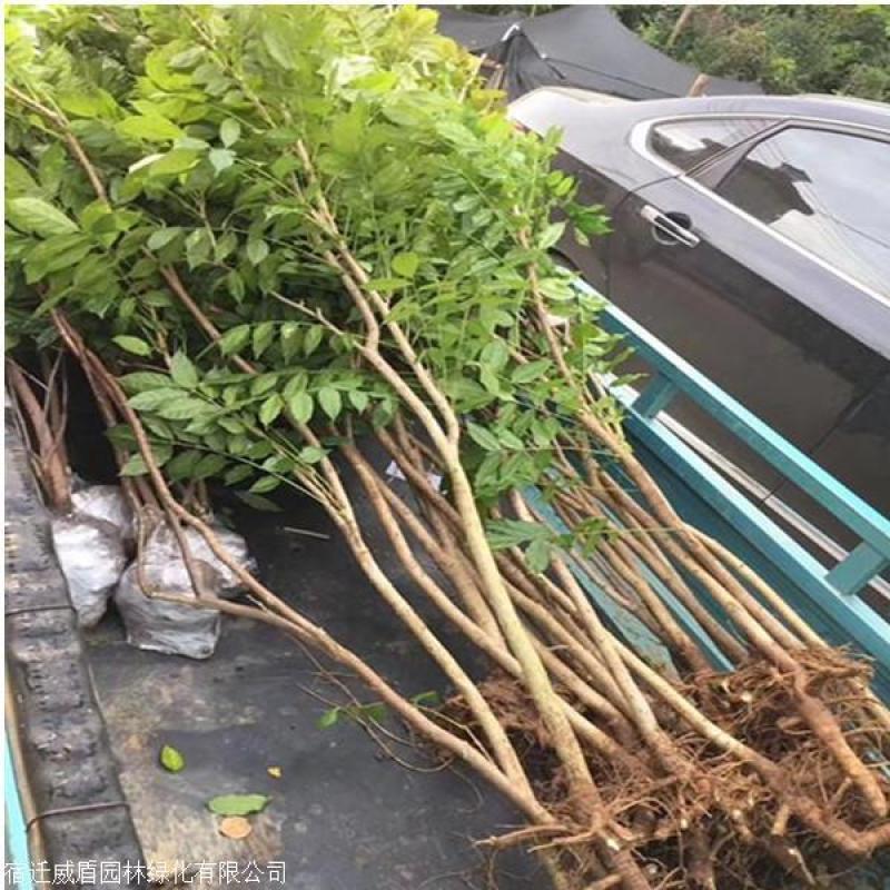 紫藤多花紫藤花苗树苗爬藤屋顶盆栽花园围墙庭院攀援植物