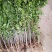 紫藤多花紫藤花苗树苗爬藤屋顶盆栽花园围墙庭院攀援植物
