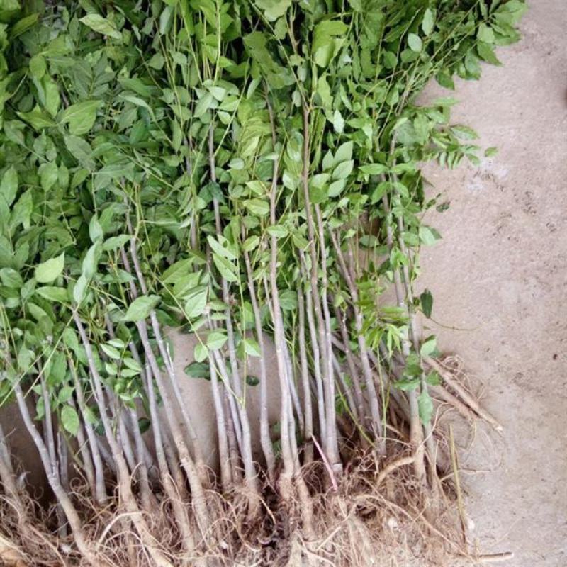 紫藤多花紫藤花苗树苗爬藤屋顶盆栽花园围墙庭院攀援植物